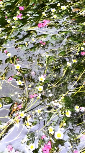 醒ヶ井 地蔵川の梅花藻