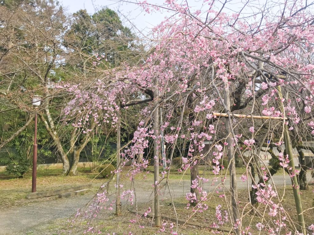 2019.03.28 しだれ桜は開花