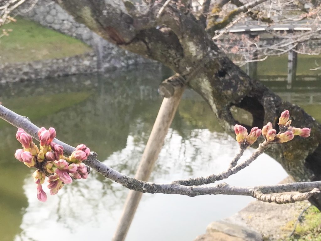 2019.03.29 お城の桜