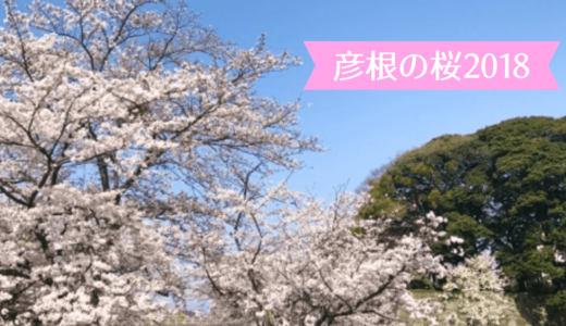 彦根の桜 2018 開花情報【2018.04.05更新】