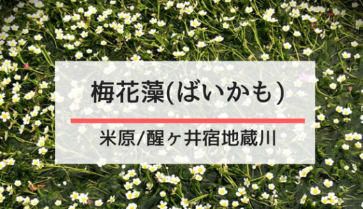 醒井　梅花藻