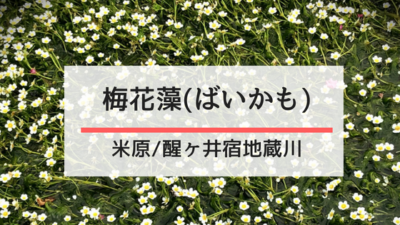 夏が見頃 醒ヶ井 地蔵川の 梅花藻 で涼を満喫 楽しいを彦根から 独擅場 ドクセンジョウ