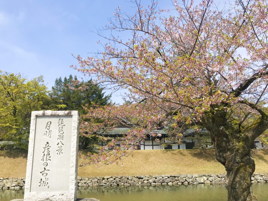 彦根の桜 19 開花 見頃情報 19 04 18更新 楽しいを彦根から 独擅場 ドクセンジョウ