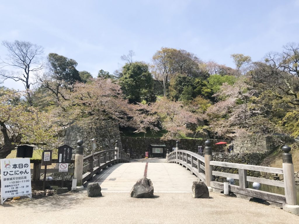 彦根の桜 19 開花 見頃情報 19 04 18更新 楽しいを彦根から 独擅場 ドクセンジョウ