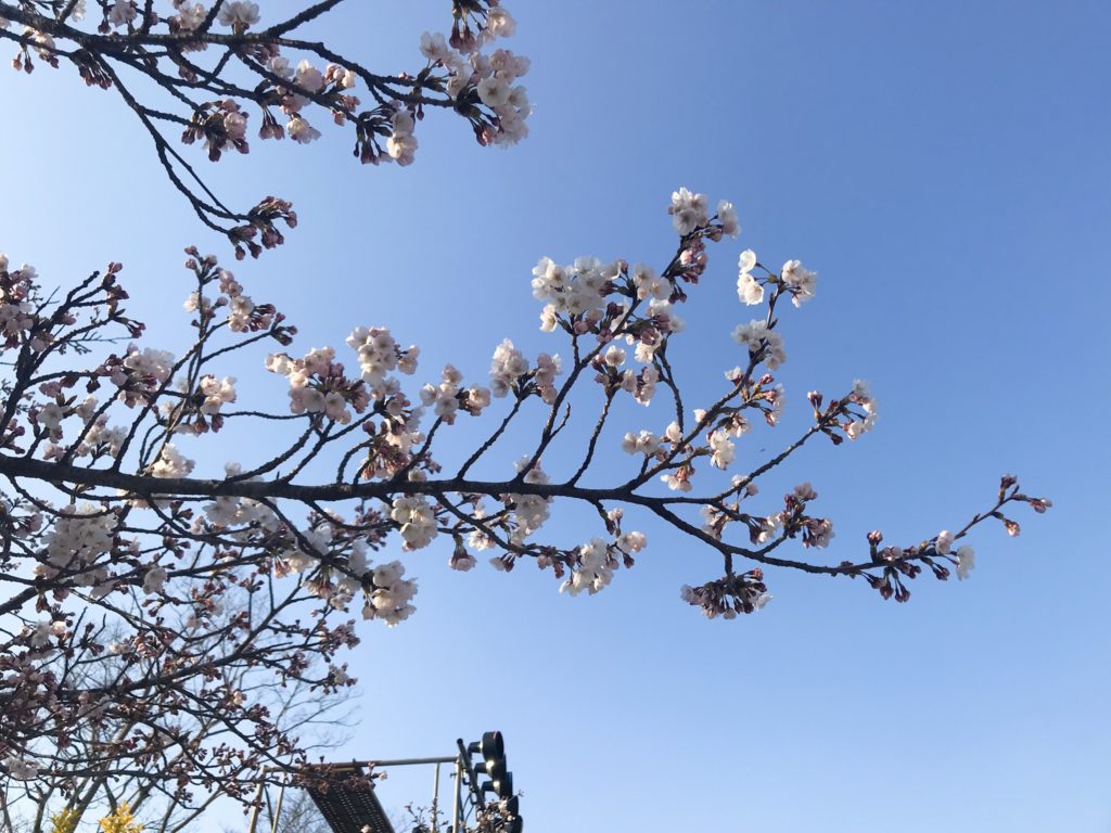 2019.04.04 彦根城の桜