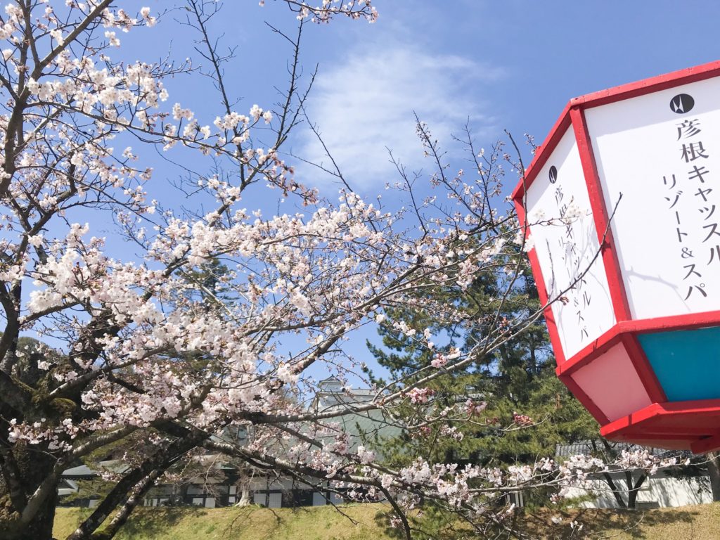 2019.04.05 彦根城の桜