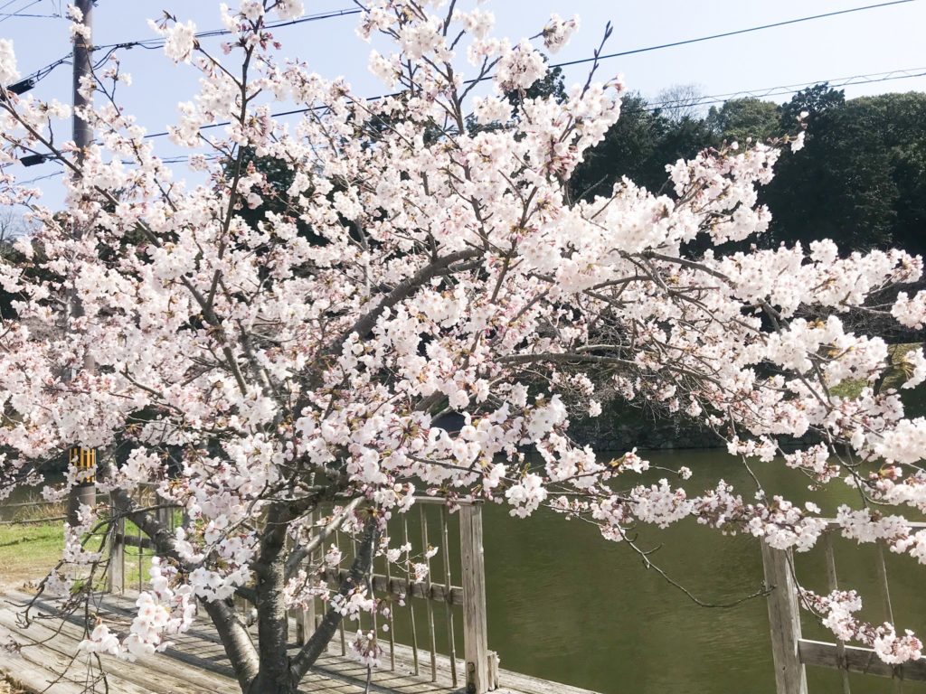 2019.04.06 彦根城の桜