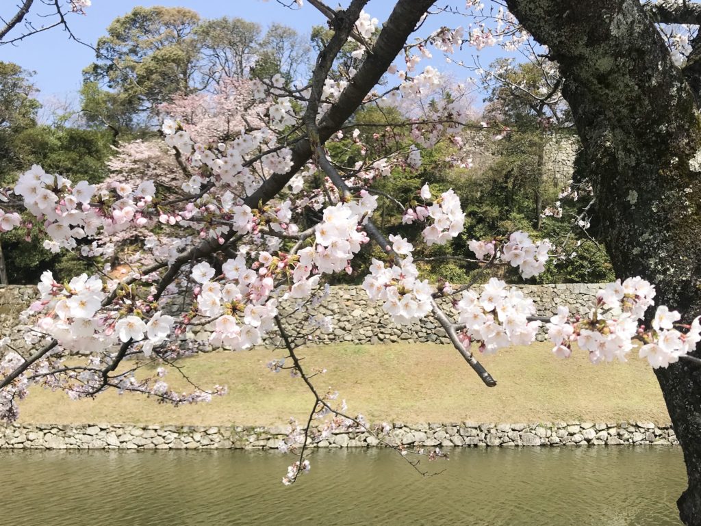 2019.04.06 彦根城の桜