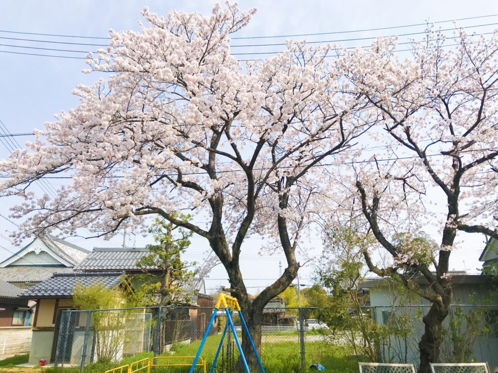 2019.04.07 彦根公園の桜