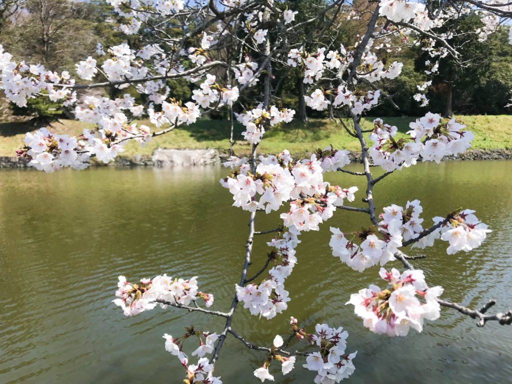 2019.04.08 彦根城の桜