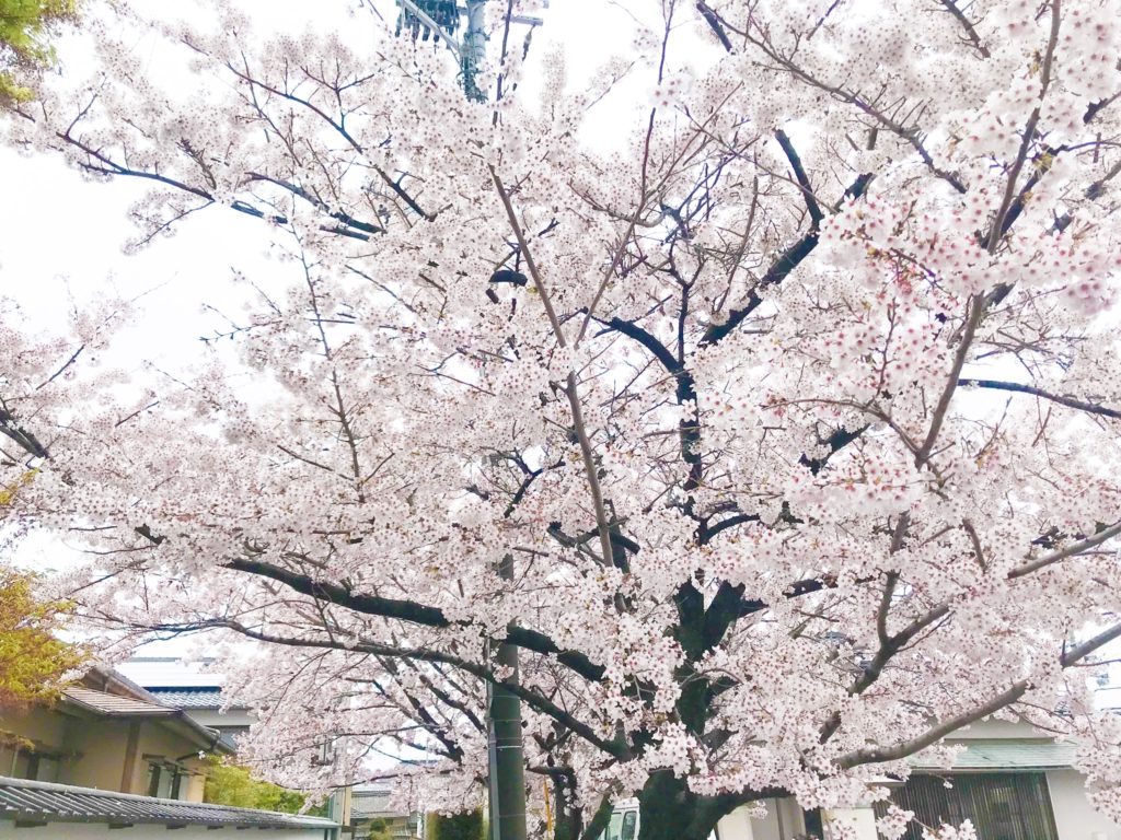 2019.04.10 彦根の桜