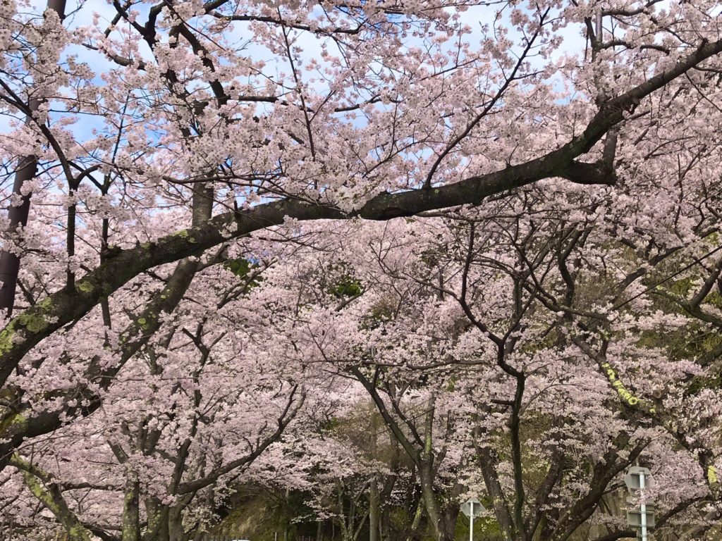 2019海津大崎の桜