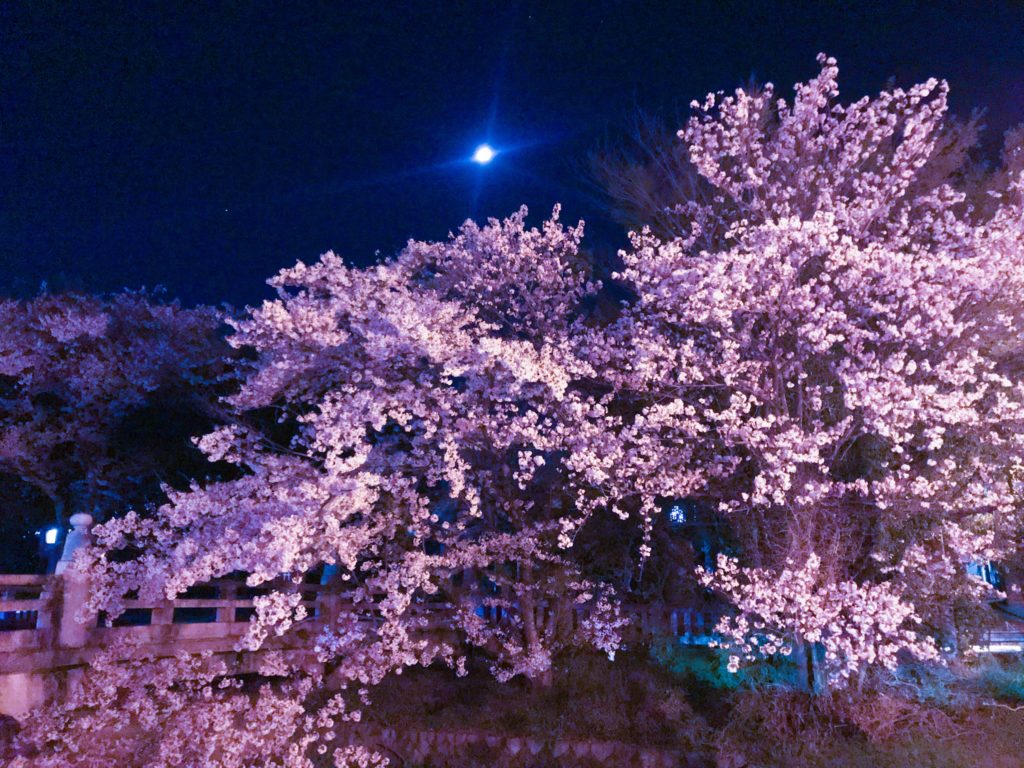 2019.04.12 彦根城の桜