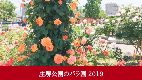 庄堺公園の薔薇2019
