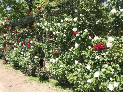 庄堺公園の薔薇2019
