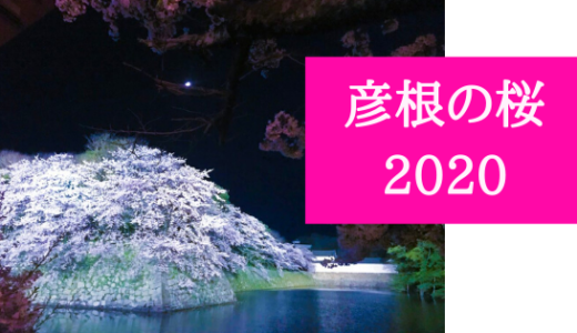 彦根の桜 2020 開花・見頃情報【2020.04.22更新】