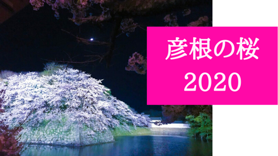 彦根の桜2020