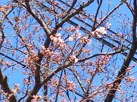 20200325の桜