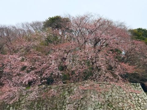 20200330の桜