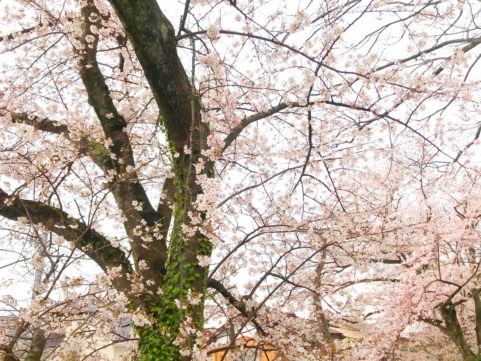 20200401の桜