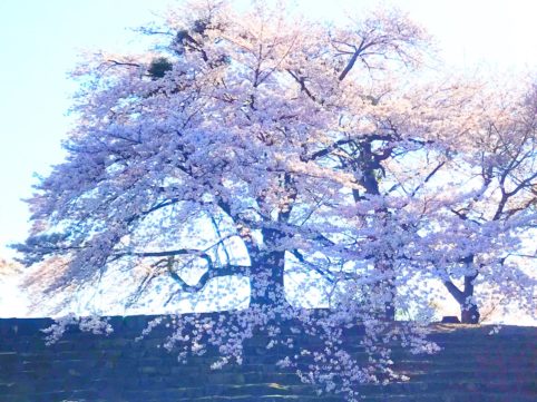 20200406の桜